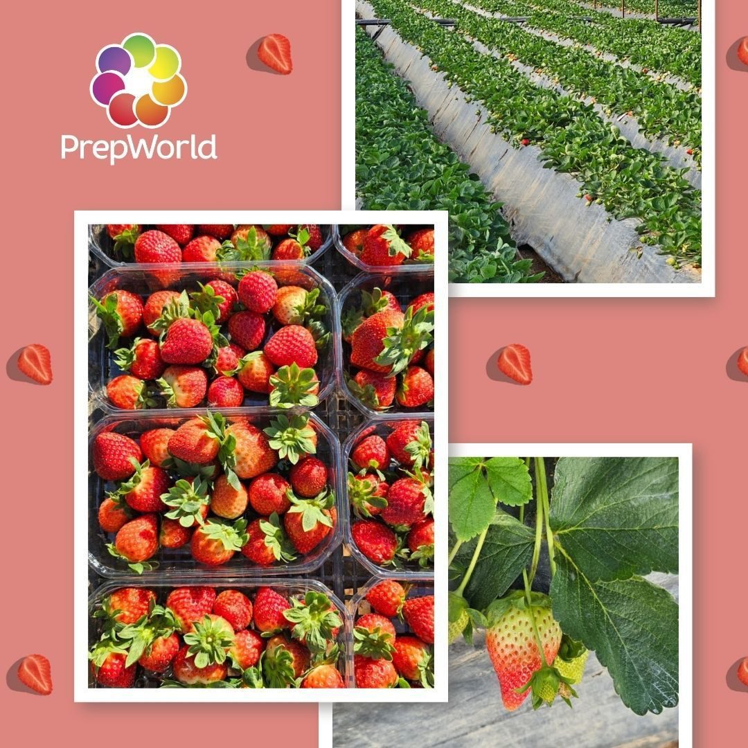 Fresh Thinking and quality growing