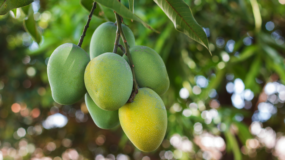 Mangoes