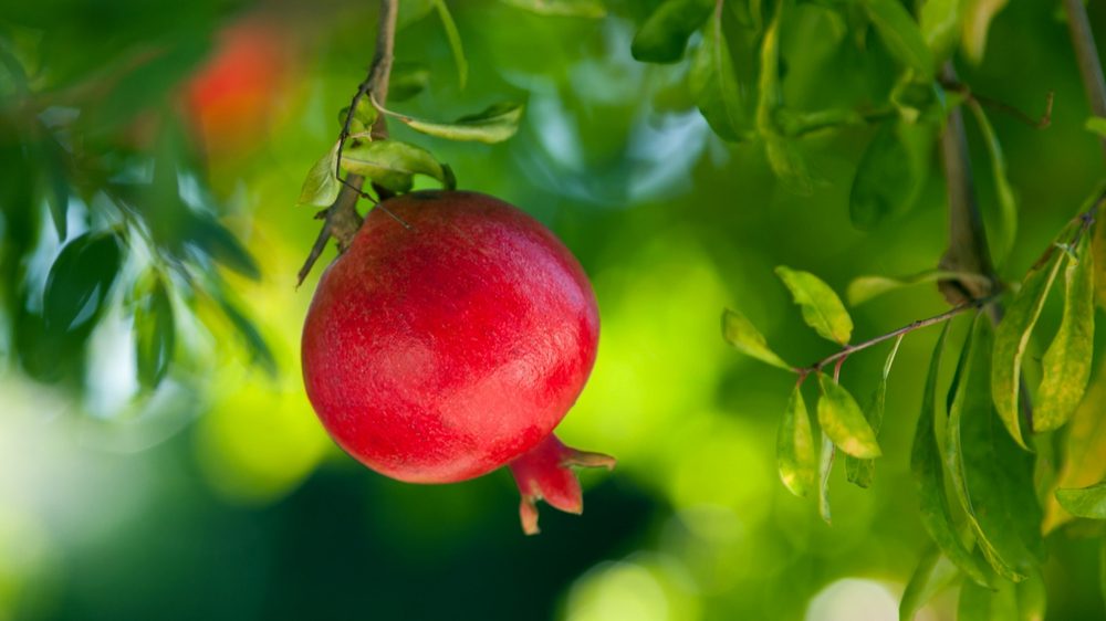 Pomegranate